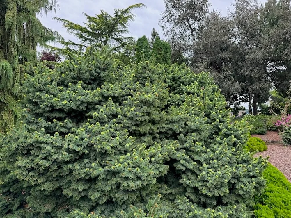 SAQINA pino♡ Picea pungens 'Mrs. Cesarini' (Mrs. Cesarini Colorado Spruce